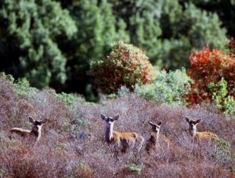 Esemplari di daino al pascolo nei monti del centro Sardegna