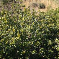 Vegetazione e germinazione del Mirto di Sardegna 1