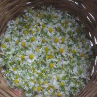 camomilla