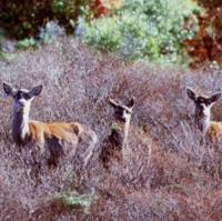 Esemplari di daino al pascolo nei monti del centro Sardegna