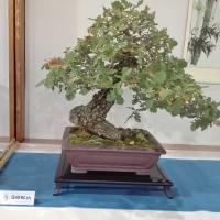 La forza e la lunga vita sono due caratteristiche proverbiali della quercia. E che rappresentano molto bene anche la pratica del bonsai.